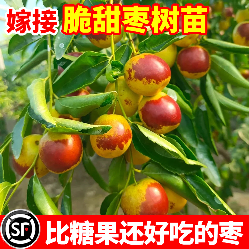 枣树活苗果树嫁接冰糖枣南方北方带土球种植特大超甜沾化冬枣苗树