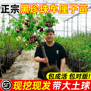 车厘子树苗正宗黑珍珠果苗矮化樱桃树苗盆栽庭院果树南北方种植