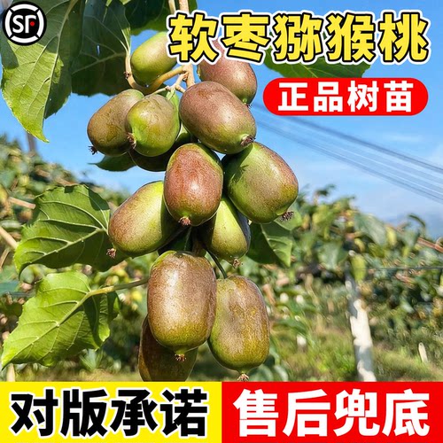 软枣猕猴桃果苗全国可种盆栽地栽