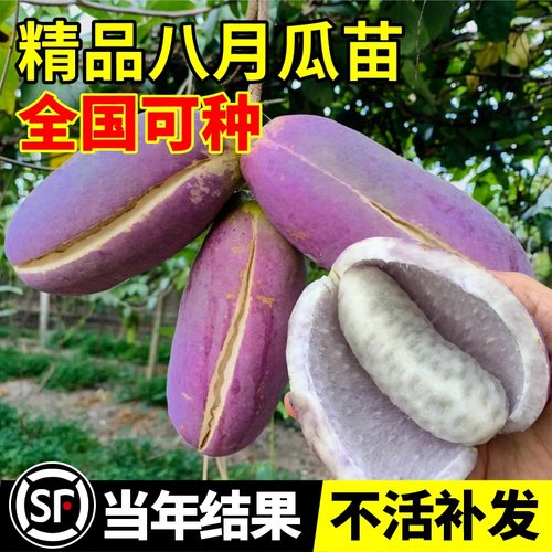 【当季结果】八月瓜树苗无籽水果