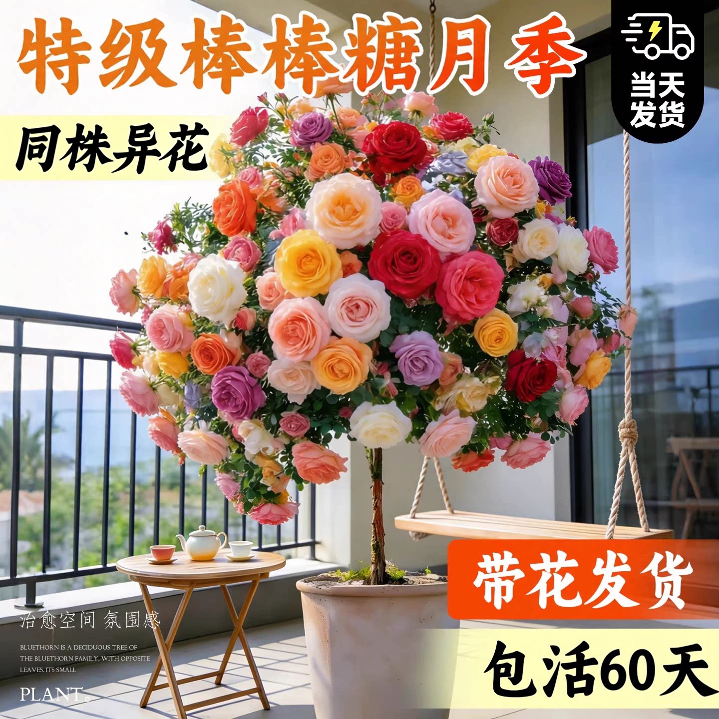 棒棒糖树桩月季老桩盆栽树状带特大花卉四季玫瑰花苗庭院阳台植物