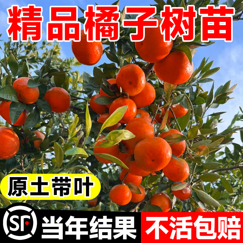 橘子树盆栽果苗桔子树当年结果