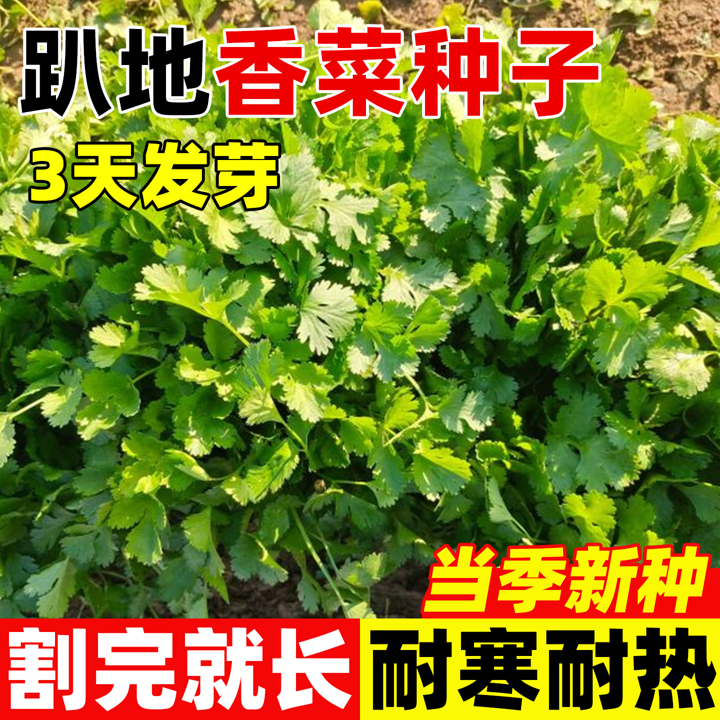 趴地香菜种子老品种紫根矮杆四季