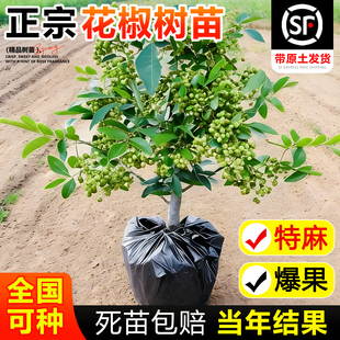 正宗九叶青花椒苗树四川汉源藤椒无刺绿麻椒大苗室外种植当年结果