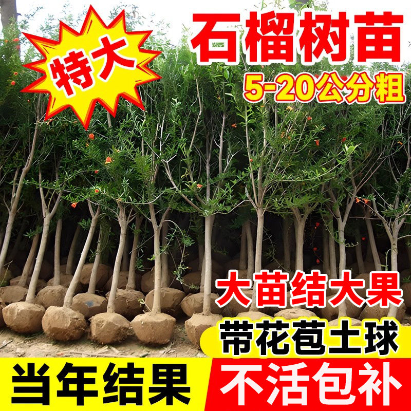 特大石榴树苗突尼斯软籽无