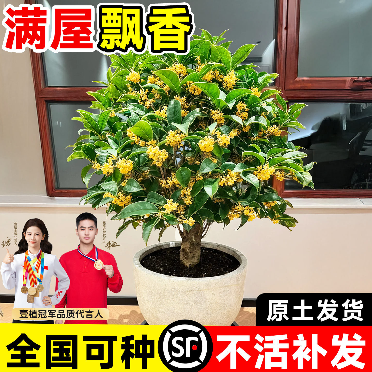 矮桩桂花盆栽浓香型花卉北方耐寒