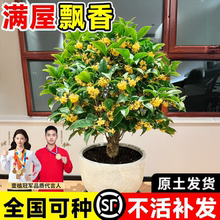 桂花盆栽矮桩桂花树苗四季植物金桂室内庭院浓香型花卉南北方耐寒