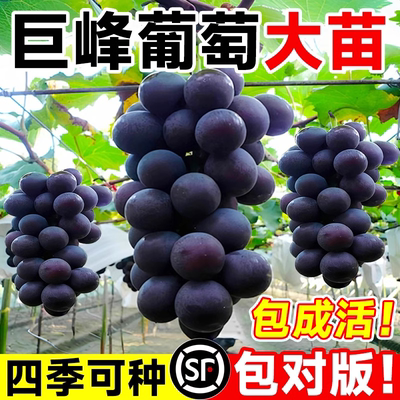 巨峰葡萄树苖特大果树果苗