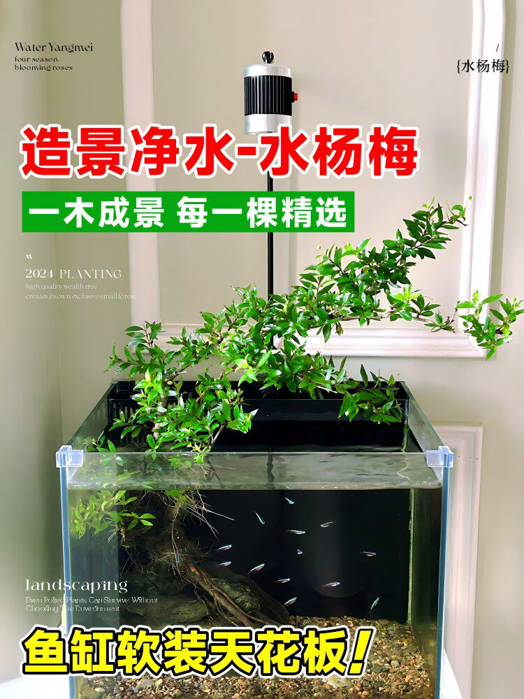 水杨梅鱼缸造景老桩挺水植物水培根大根盘原生缸矮绿植微型盆景