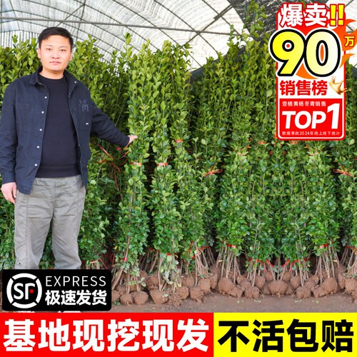冬青树苗法国直立篱笆墙