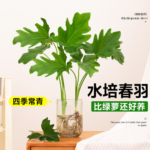 龙鳞春羽水培植物懒人好养