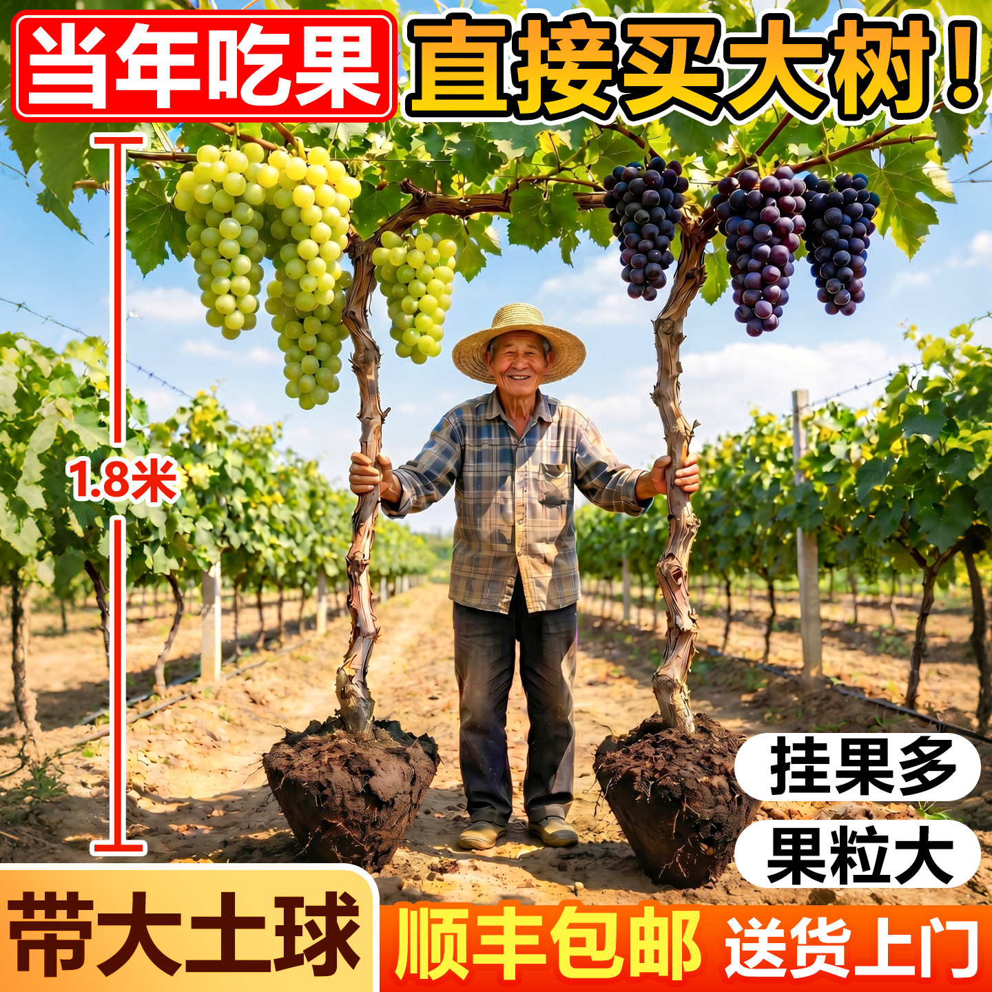 巨峰葡萄树果苗老桩大苗爬藤特大阳光玫瑰当年结果带土南北方种植