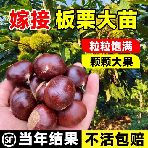 板栗苗树果苗南方北庭院嫁接种植