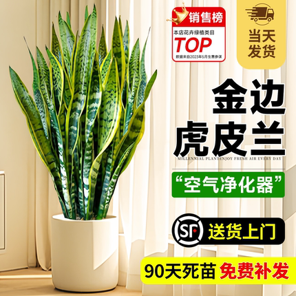 金边虎皮兰客厅大盆栽绿植室内大型植物办公室落地好养花卉虎尾兰