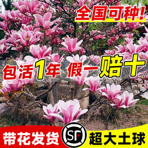玉兰花树苗盆栽庭院室外耐寒植物紫白玉兰带