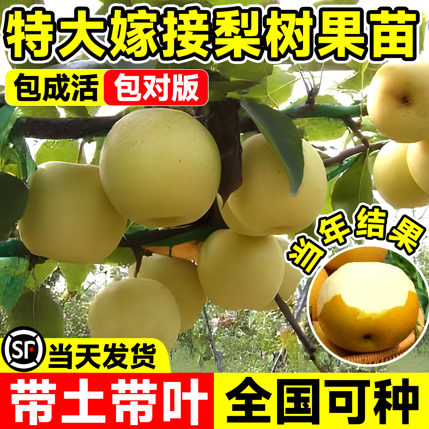 秋月梨果苗正宗嫁接树苗盐黄梨云南红梨果树苗南北方盆栽地栽种植