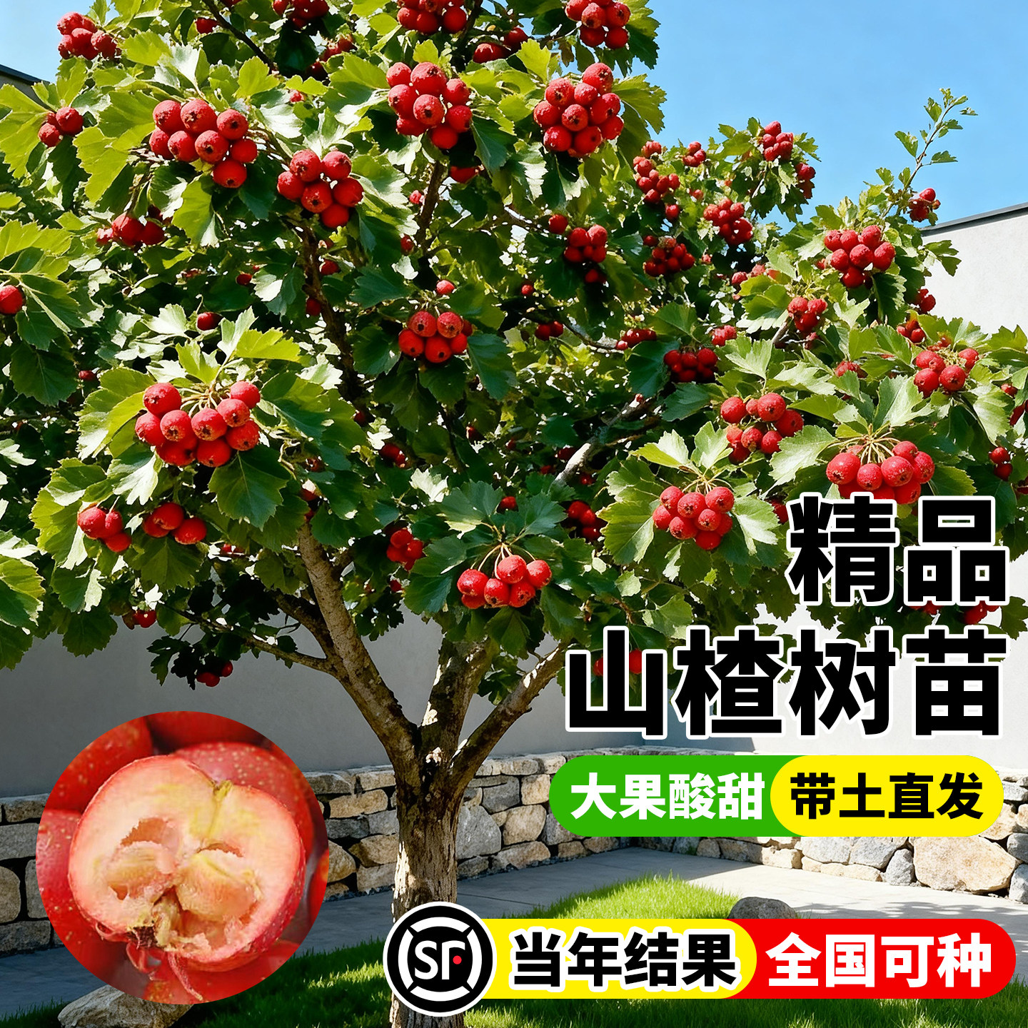 山楂树活苗特大果树果苗正宗大五棱当年结果南北种植庭院地栽树苗