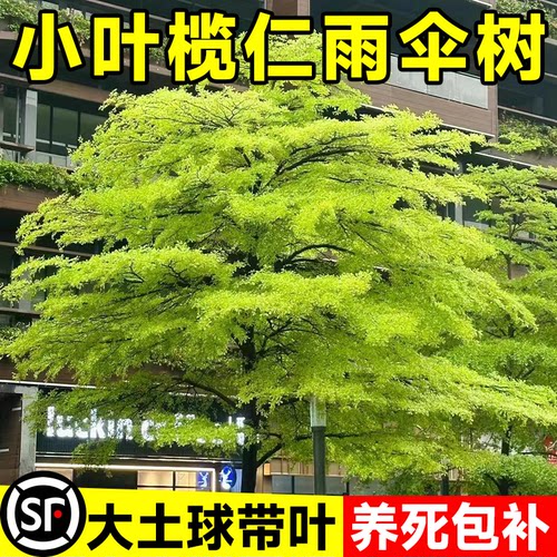 小叶榄仁大树绿化植物常绿风景树