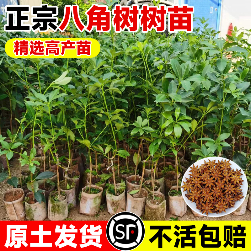 嫁接八角树树苗盆栽广西大红木王矮化高产大苗食用大料耐寒花椒树