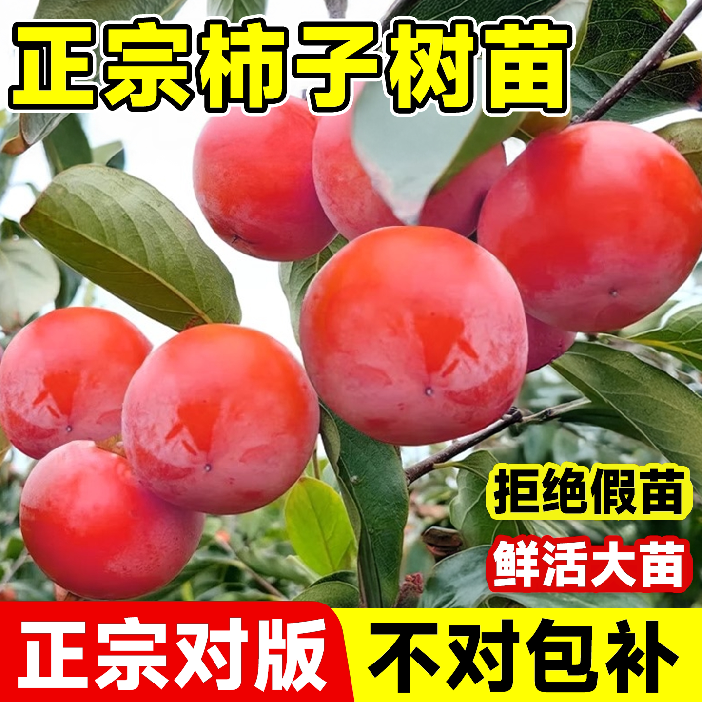 柿子树果苗南北种植耐寒当年结果图片