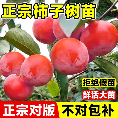 柿子树果苗南北种植耐寒当年结果