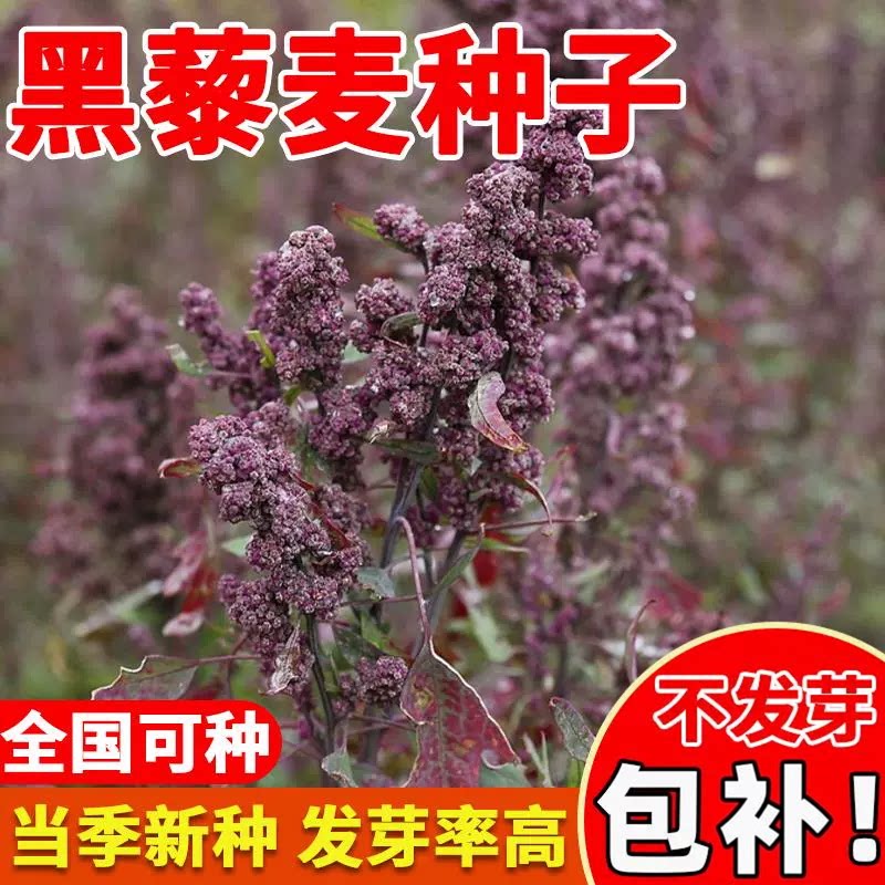 黑藜麦种子优质的籽五谷杂图片