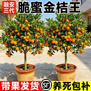 融安三代脆蜜金桔树苗正宗嫁接苗南北方种植盆栽地栽当年结果大果