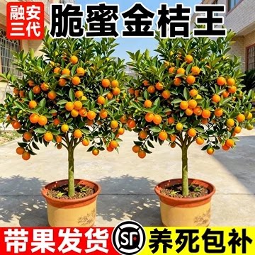 融安三代脆蜜金桔树苗正宗嫁接苗