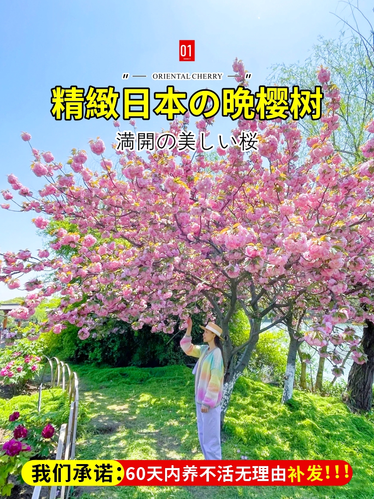 日本樱花树苗庭院大型晚樱盆栽地栽四季南北方种植风景树绿化树苗-封面