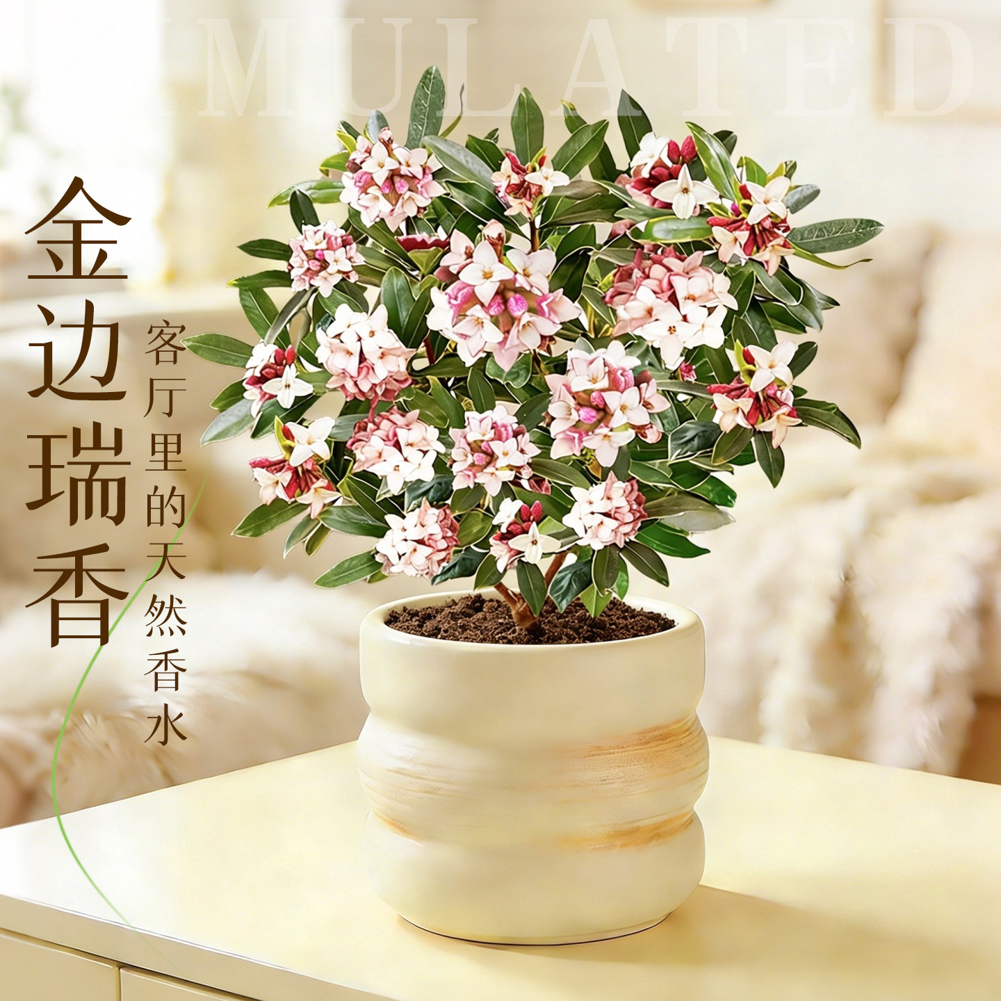 金边瑞香盆栽带花苞庭院植物图片