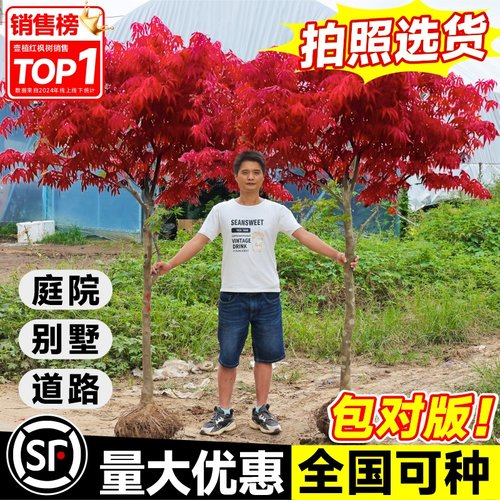 中国红枫树四季红舞姬南北方种植