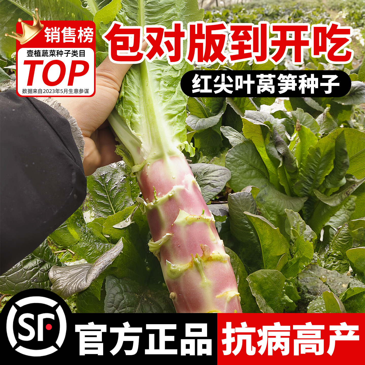 正宗红尖叶莴笋种子红皮圆叶青皮青肉秋莴苣窝笋种子四季耐寒高产,鲜花速递/花卉仿真/绿植园艺,家庭园艺种子,淘宝优惠券,粉丝福利购,淘宝优惠卷