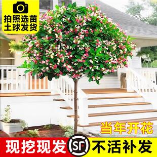 五彩锦带花树苗高杆锦带花苗盆栽花卉植物耐寒耐旱庭院大型风景树