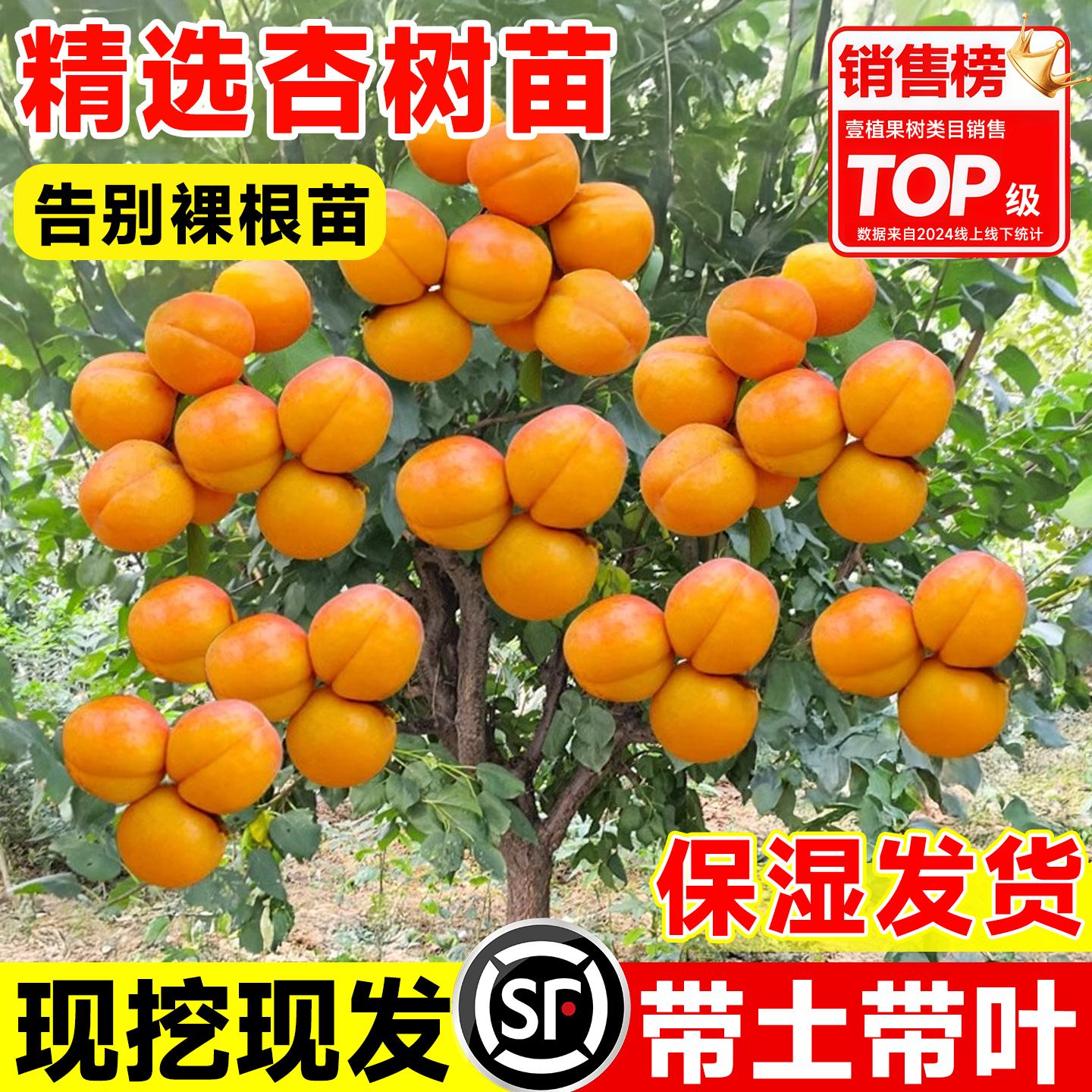 特大号帝王杏树果苗嫁接带土带叶