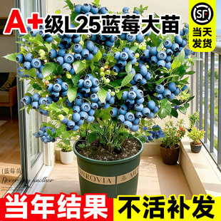 蓝莓树果苗盆栽特大耐寒L25果苗室内外阳台庭院地栽盆栽当年结果