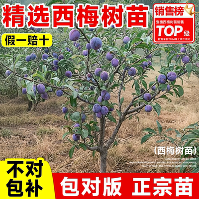 西梅树树苗特大法兰西蓝蜜带土