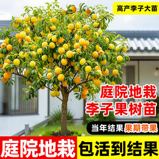 正宗蜂糖李子树苗新品种特大脱骨南北方种植耐寒嫁接盆栽当年结果