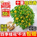 桂 桂花树苗盆栽室内花卉植物金桂丹桂庭院大树浓香型绿植开花四季