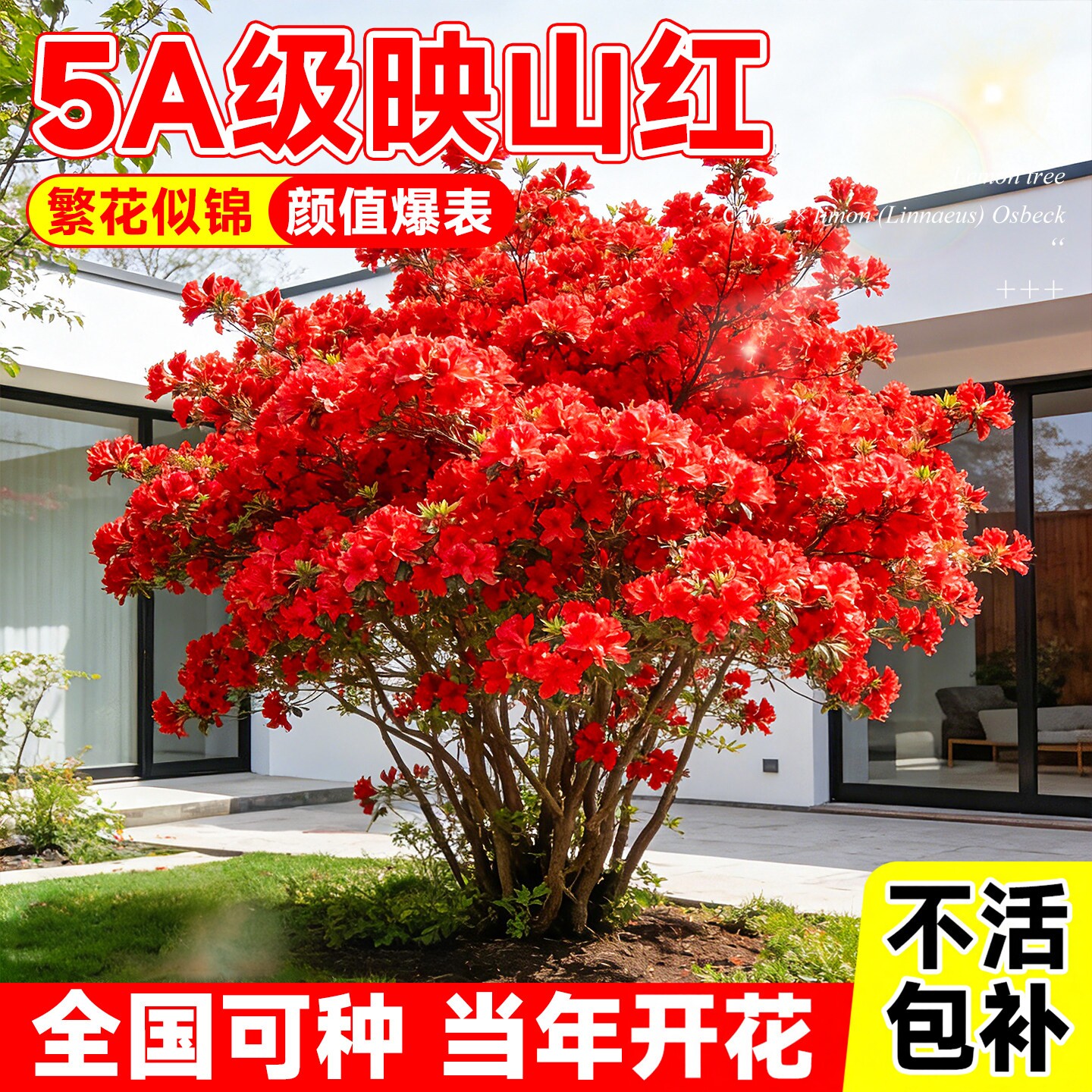 映山红树苗多季开花庭院种植阳台图片