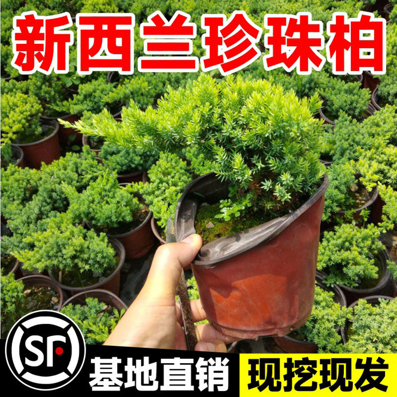 新西兰珍珠柏观叶盆景柏树室内客厅办公室盆栽四季常青小众植物