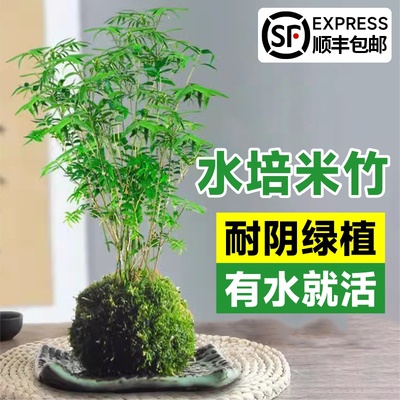 米竹水培苔藓球植物微景观盆景