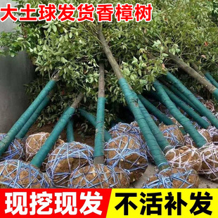 香樟树苗大树樟木庭院绿化四季常青南北方种植小叶龙脑樟驱蚊盆栽