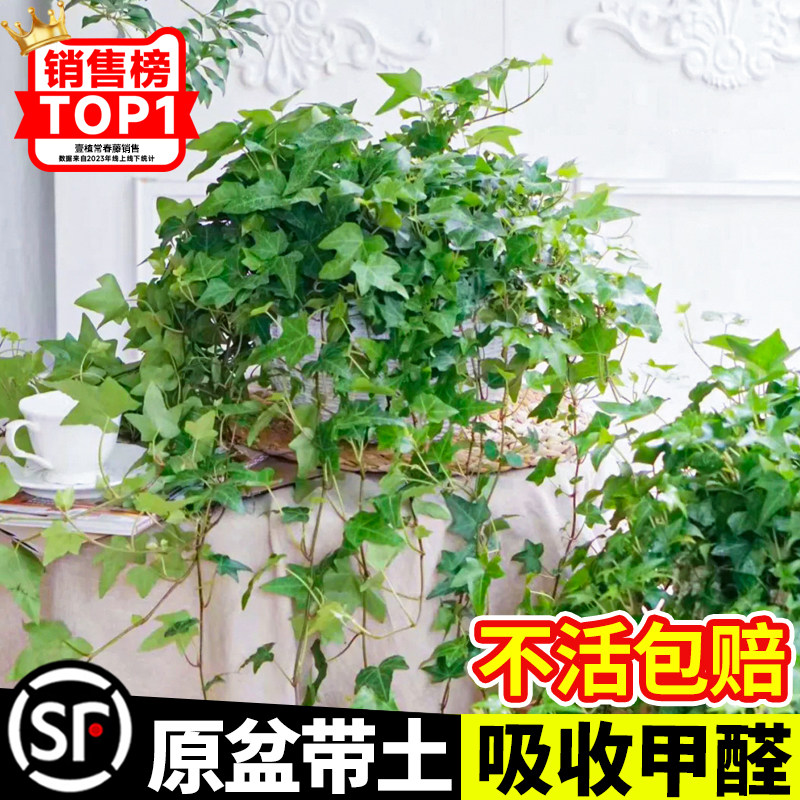 常春藤盆栽室内客厅吊兰垂吊植物图片