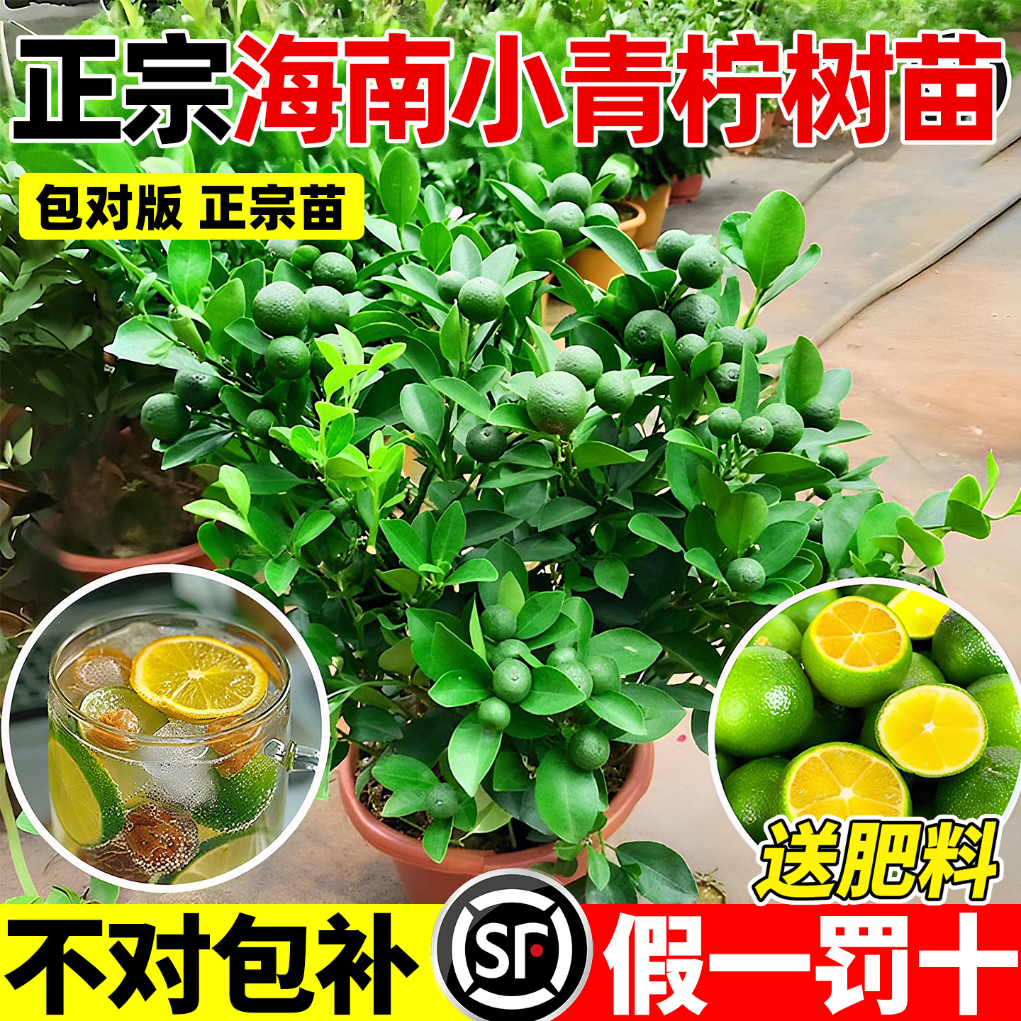 小青柠树苗香水无核柠檬树盆栽