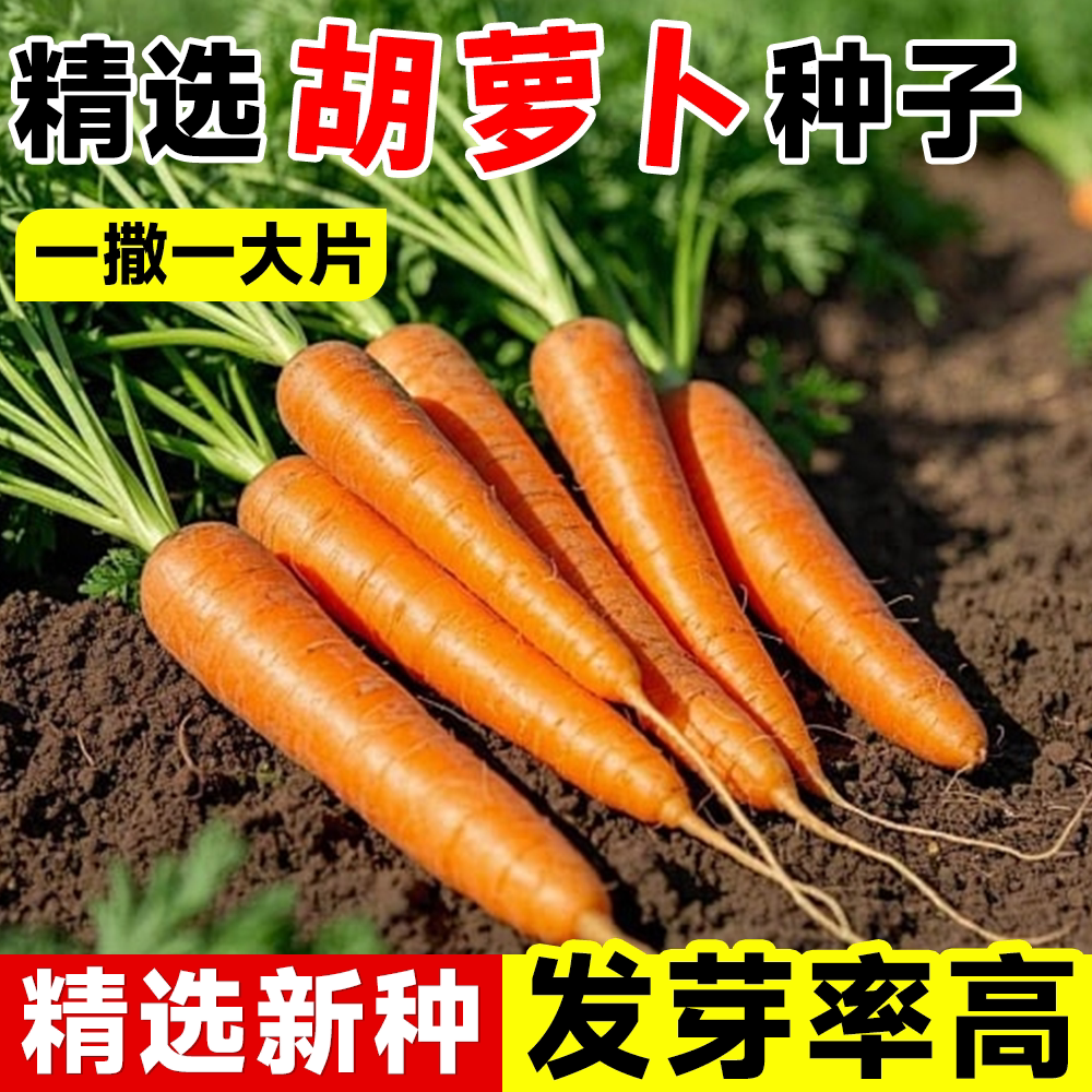 胡萝卜种子精选新种鲜活饱满图片