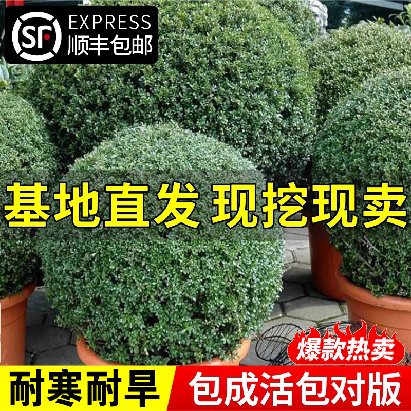 龟甲冬青树苗小叶冬青四季耐寒