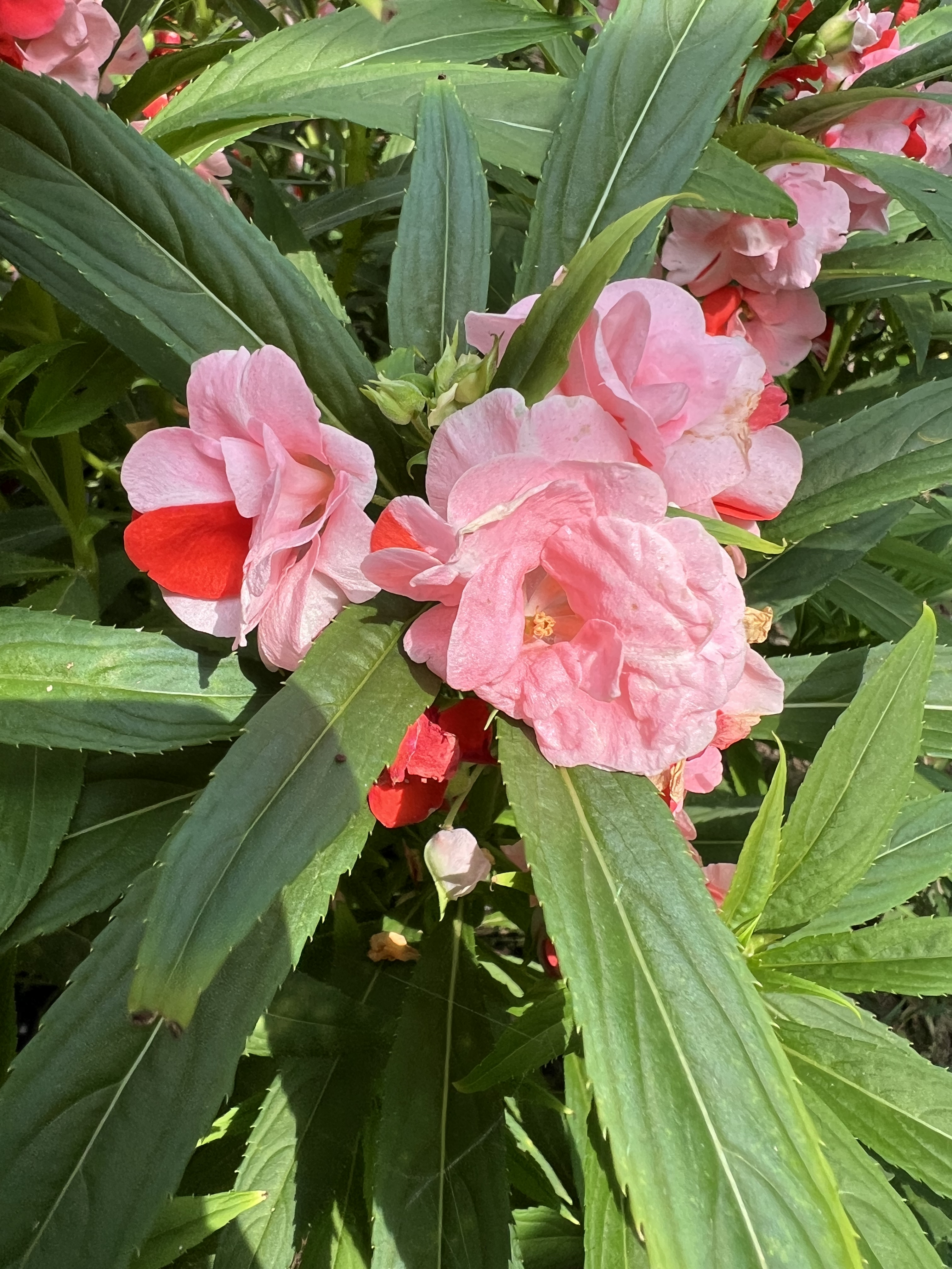 复色重瓣凤仙花种子30粒包邮 指甲花种子 开花颜色如图