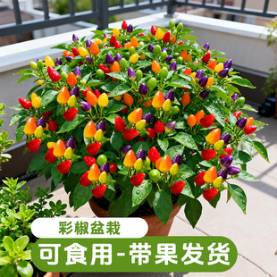 七彩辣椒盆栽可食用彩椒树苗朝天椒室内外阳台开花结果 带果发