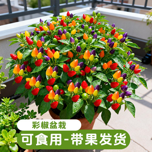 【带果发】七彩辣椒盆栽可食用彩椒树苗朝天椒室内外阳台开花结果
