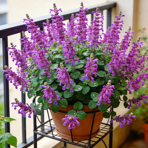 法国特丽莎香茶菜盆栽阳台庭院四季开花特丽莎薰衣草好养易活大苗